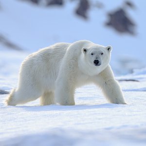 Polar bear walking across snow.