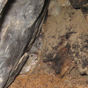 Packrats in a midden nest.