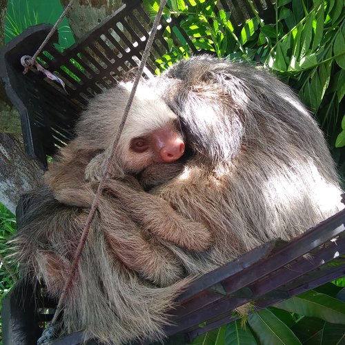 Sloths, Monkeys and Owls, Oh My: Bio Major Gains Hands-on Experience with  Endangered Animals in Costa Rica - College of Arts & Sciences at Syracuse  University