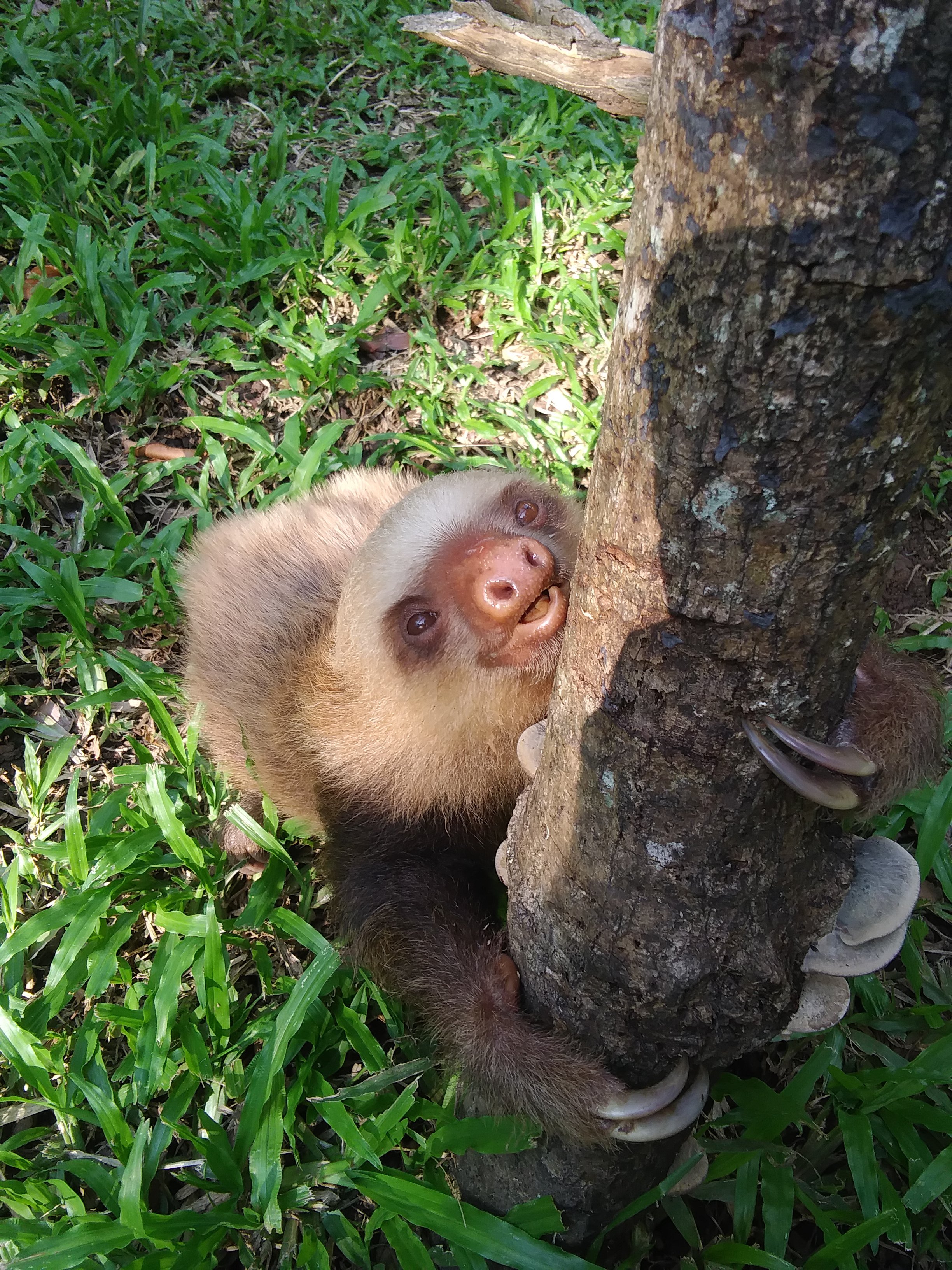 Sloth Cub