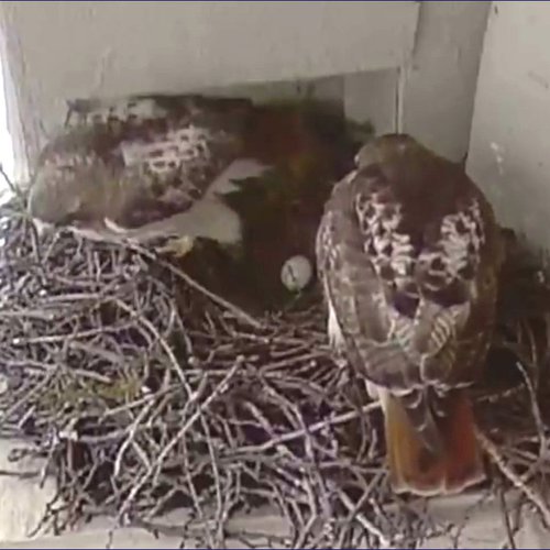 two hawks and one egg showing