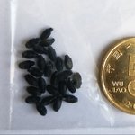 3D-printed beetles