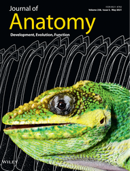 The same but different: setal arrays of anoles and geckos indicate alternative approaches to achieving similar adhesive effectiveness.