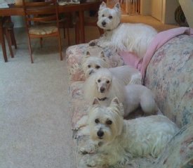 Carol Leland's family of dogs: Sonata, Bravo, Duet, and Tempo