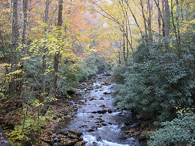 Rhododendron and other forest vegetation line the banks of a classic Appalachian stream in Great Smoky Mountains National Park.