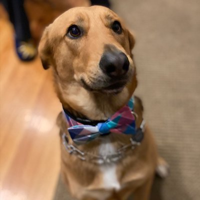 Dog wearing a bow tie.