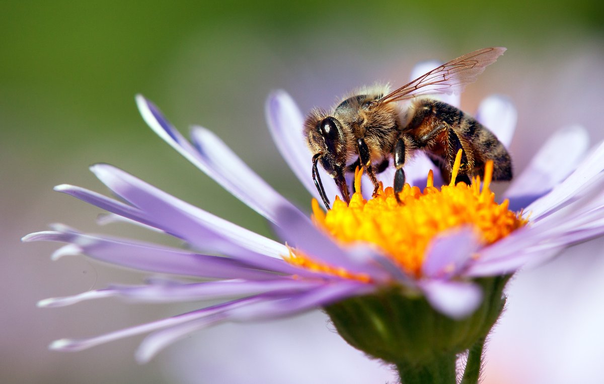 Bee pollinating a flower.