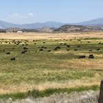 Cattle grazing in grasslands.