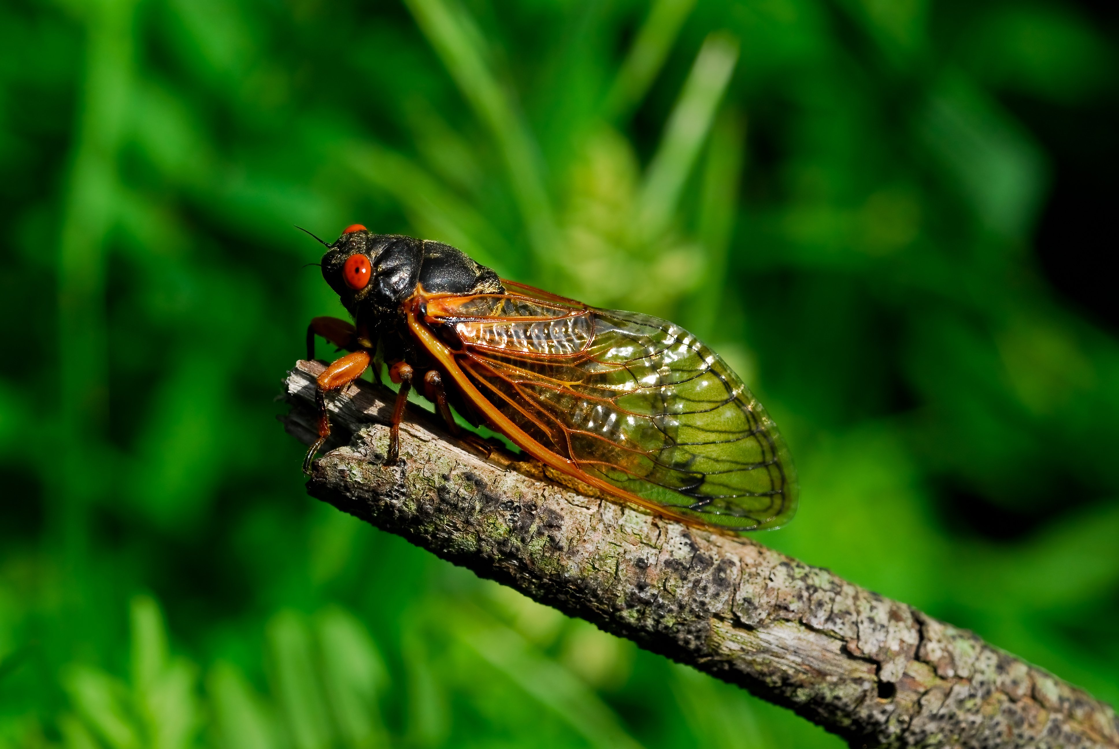 Close up image of a cicada.
