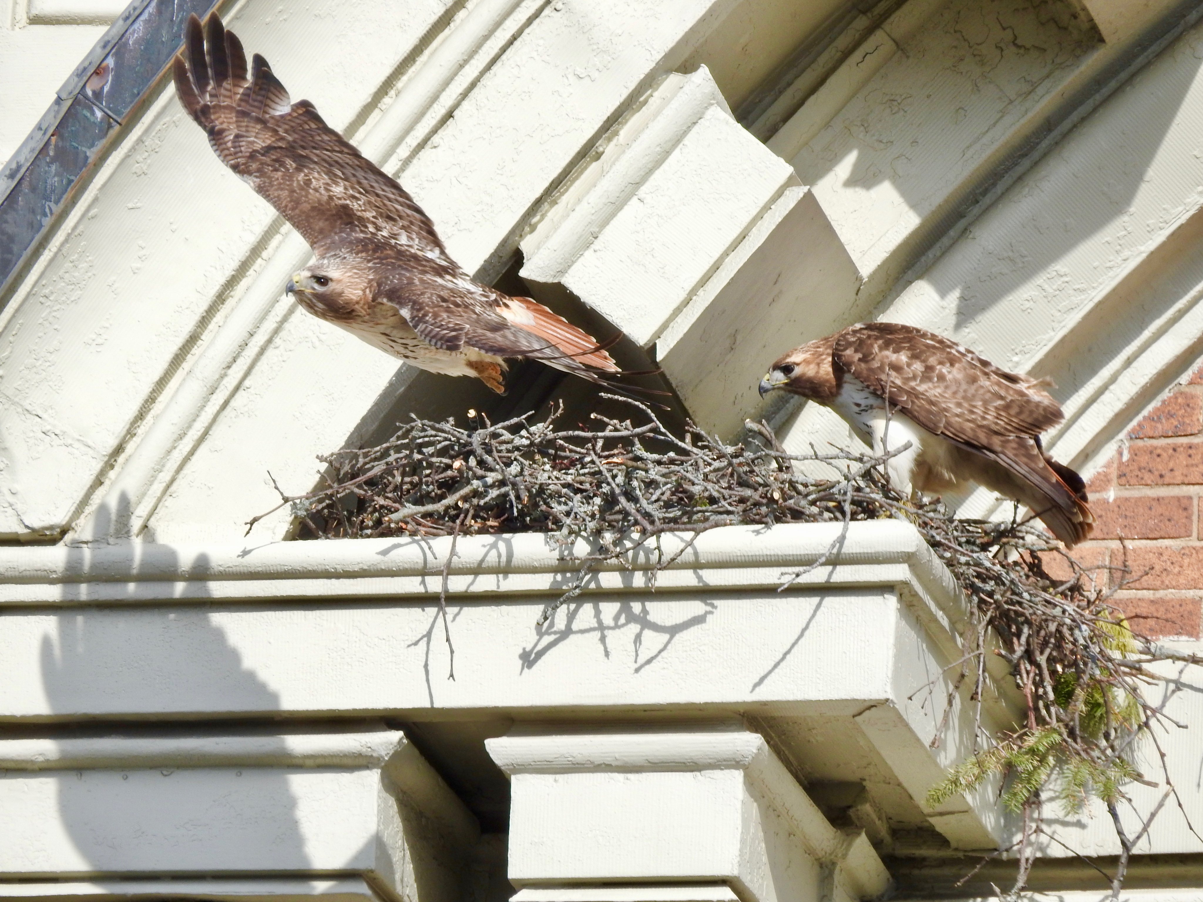 Two hawks, one in flight as it leaves the nest.