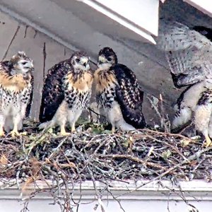 Hawk Chicks on Bowne Hall