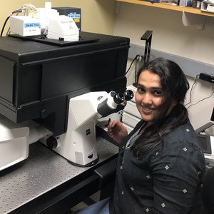 Nikhila Krishnan using the new Zeiss LSM980 confocal microscope