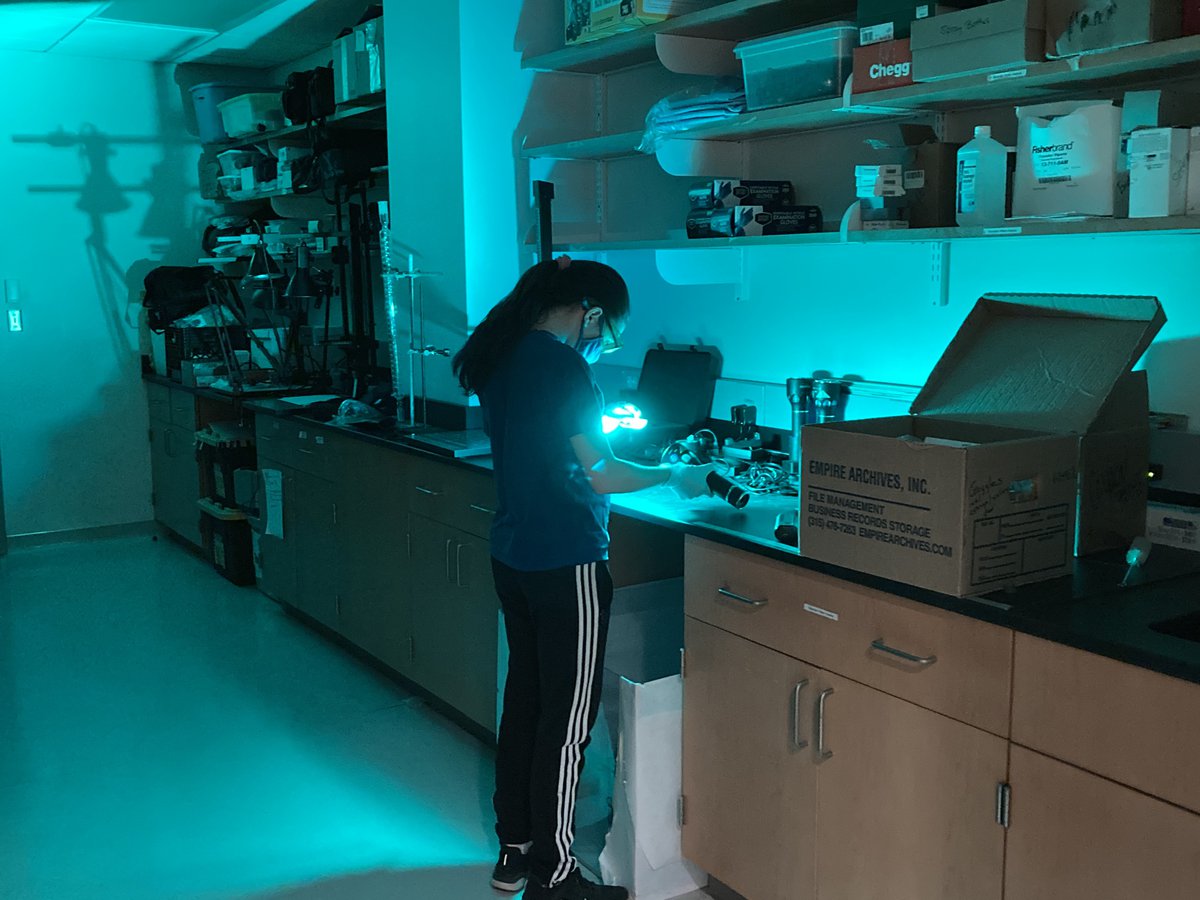 Student performing forensic analysis with blue light.