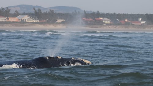 Southern Right Whale.jpg