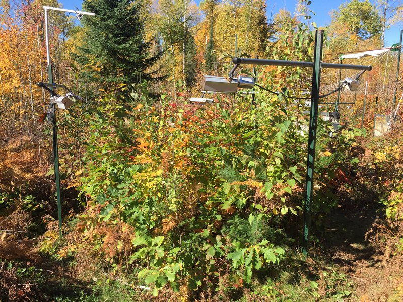 The B4WARMED experiment features forest plots warmed with infrared lamps and soil heating cables allowing researchers to study the effects of climate warming.