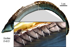 Cross-section of an ancient clam that shows the annual growth rings. 
