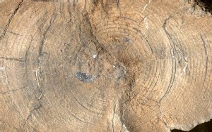 Cross section of ancient drift wood showing growth rings