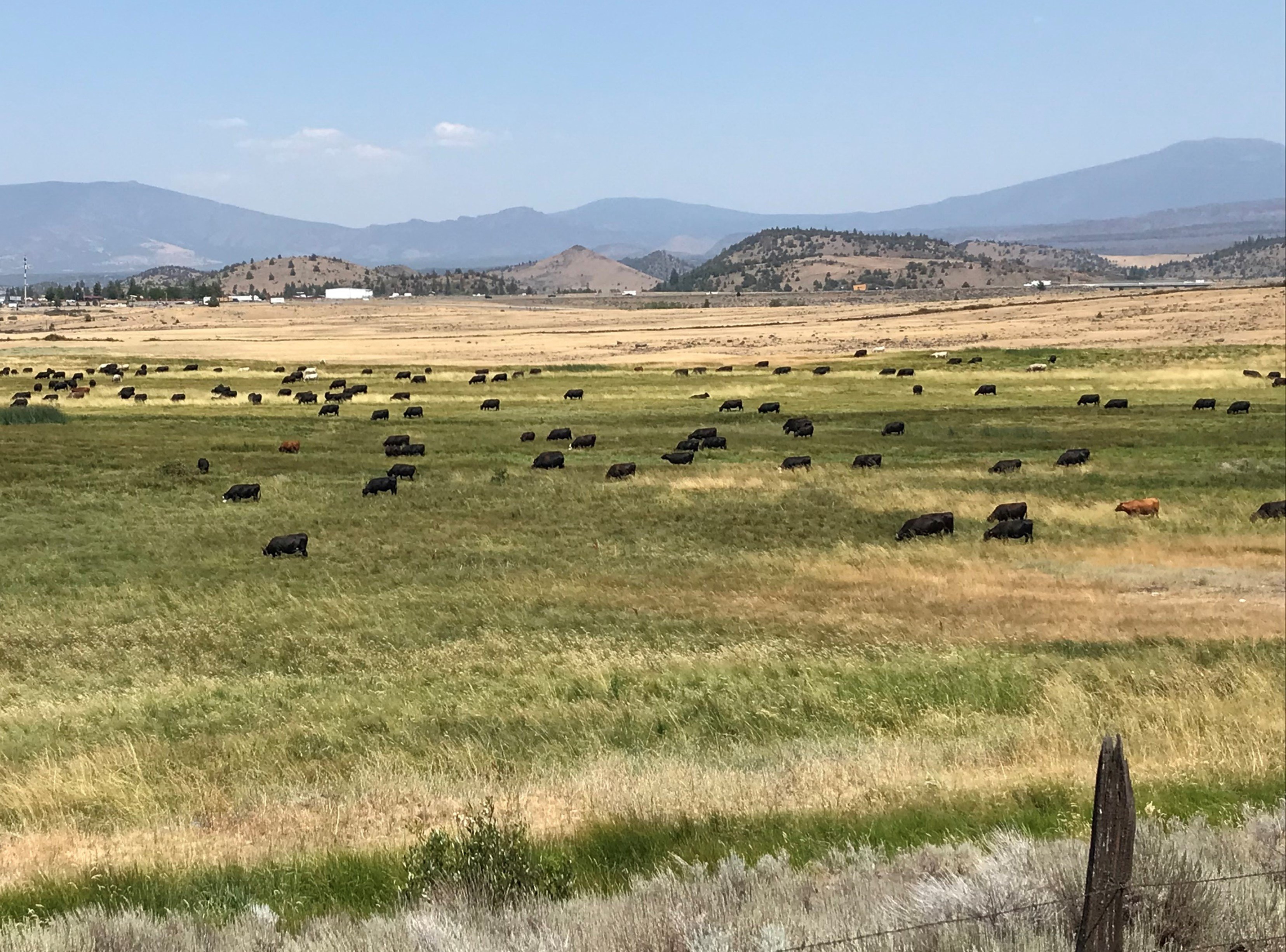 Cattle grazing in grasslands.