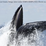 Humpback Whale Feeding off New York