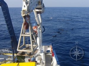 A pod of pilot whales appears to be interested in the action as the E/V Nautilus recovers Hercules 