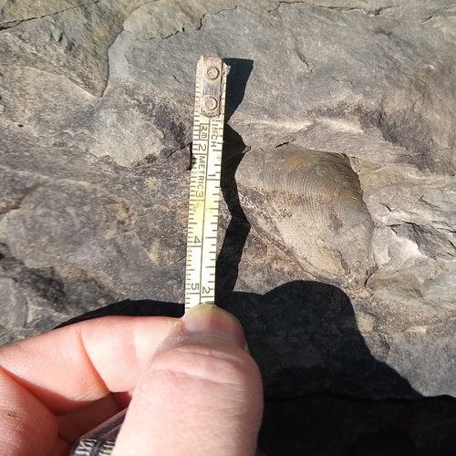 fingers and small scale bar for photo on an outcrop