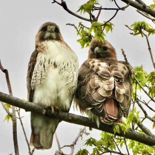 Two hawks sitting on a tree branch.