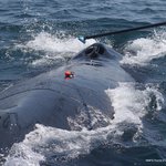 sound and movement tag on humpback whale