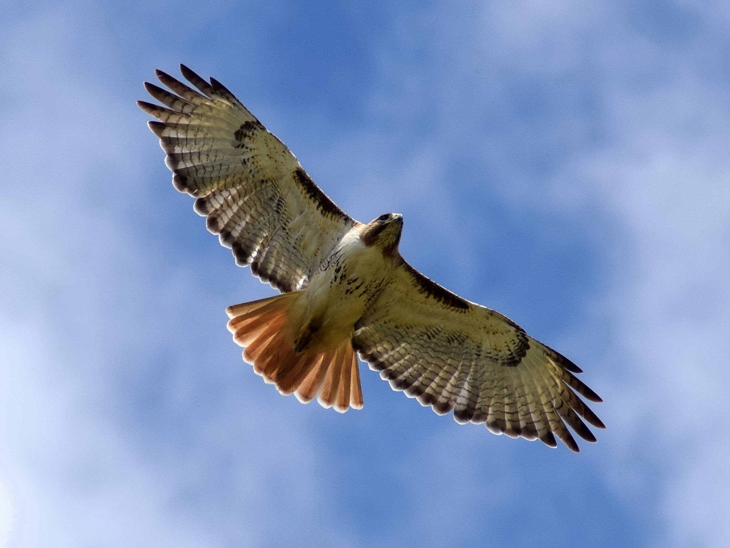 Tips to Watch and Identify RedTailed Hawks College of