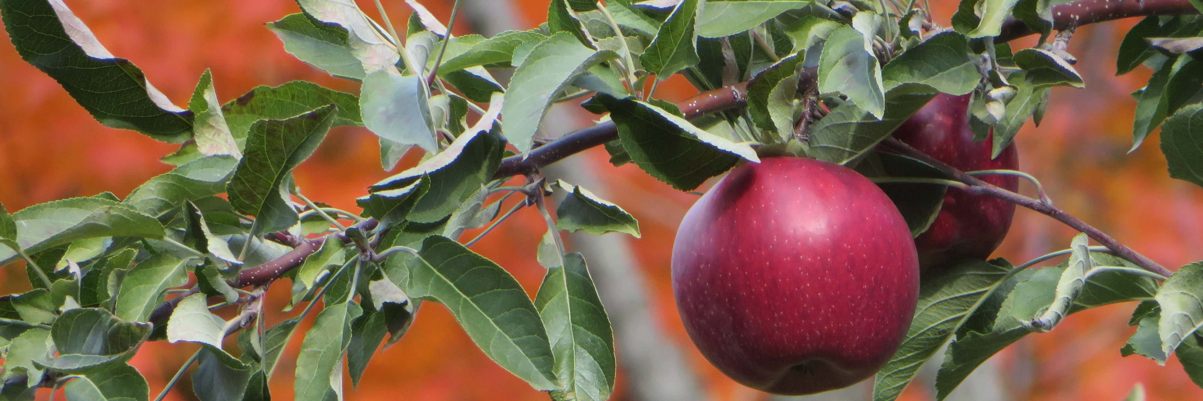 Apples on a tree