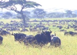 Wildebeasts on the Serengeti plain in Tanzania