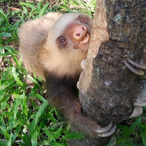 Sloth climbing a tree.