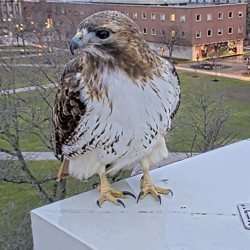 Up-close view of red-tailed hawk SU-Sue perched on top of Link Hall.