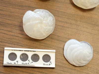 3-D printed replicas of foraminifera shown much larger than actual collected samples (bottom left)