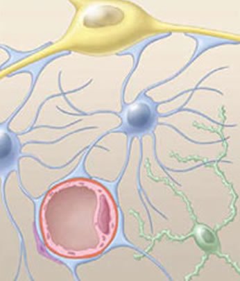 The neurovascular unit consists of neurons (yellow), blood vessels that supply them (pink), astrocytes (blue) and possibly other types of glial cells (green). (Courtesy of NIH) 