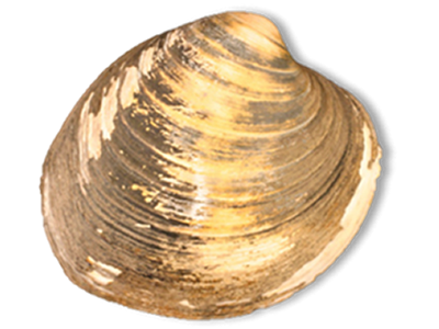 Among the bivalve mollusks the group has studied is the "Artica islandica," found off the coast of Iceland. The world's oldest animal, it is capable of living for more than 500 years. 
