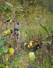 European buckthorn ("Rhamnus cathartica") is an invasive plant from Europe, common throughout the United States.