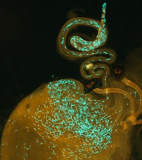A "Drosophila simulans" reproductive tract, following hybrid insemination by a "D. mauritiana" male (red sperm heads) and then remating with a "D. simulans" male (green sperm heads). 
