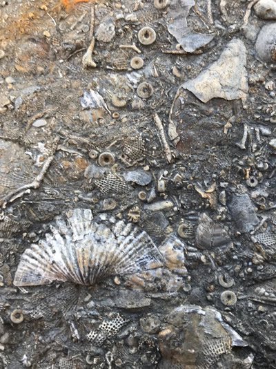 Brachiopods, crinoids and bryozoans from more than 320 million years ago, immortalized in Virginian limestone. (Courtesy of Ben Gill/Virginia Tech)