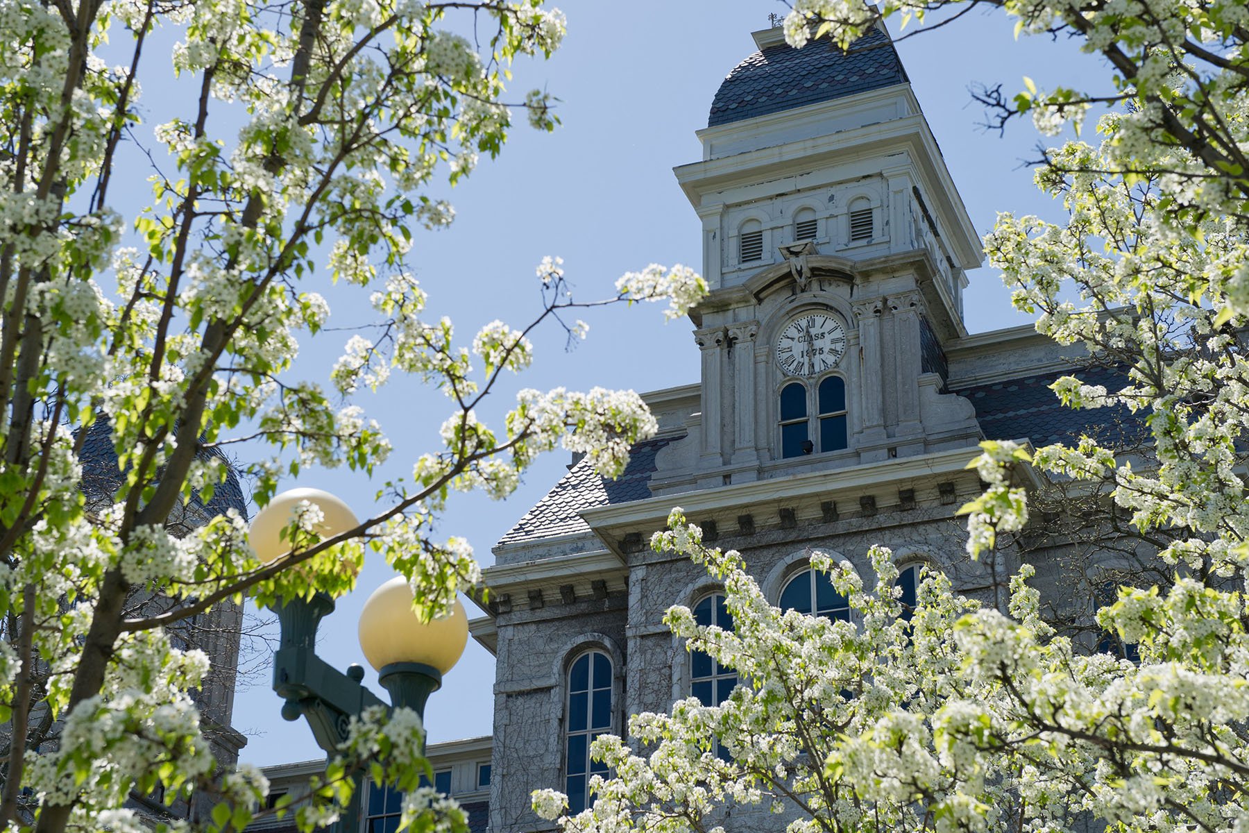 Hall of Languages clocktower behind blooming white flowers.