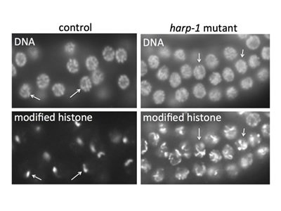 Localized distribution of histone modifications in nuclei that are undergoing meiotic silencing (left column), and broad distribution in nuclei in which meiotic silencing is disrupted (right).