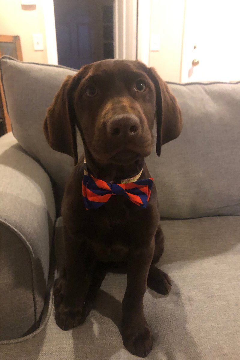 dog in a bow tie