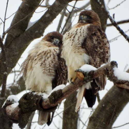 Two hawks perched on a snow covered tree branch.