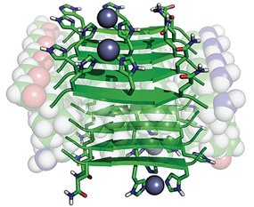 A rendering of a catalytic amyloid-forming peptide, with zinc ions shown as gray spheres.