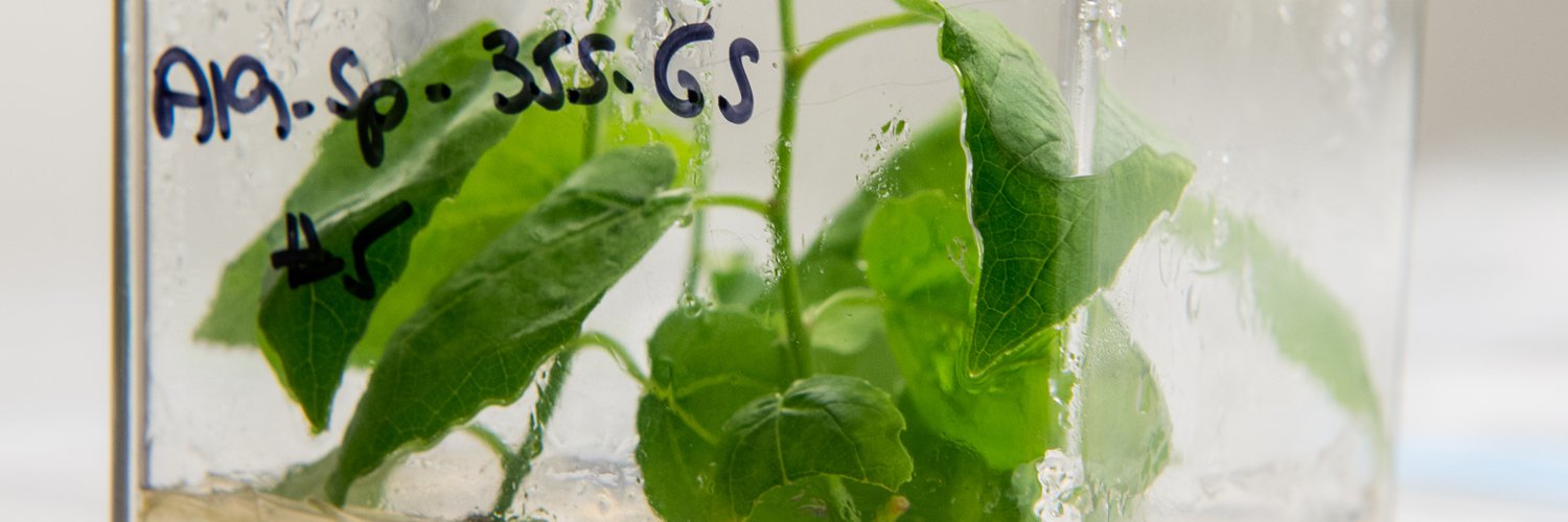 green plant growing in lab setting showing condensation