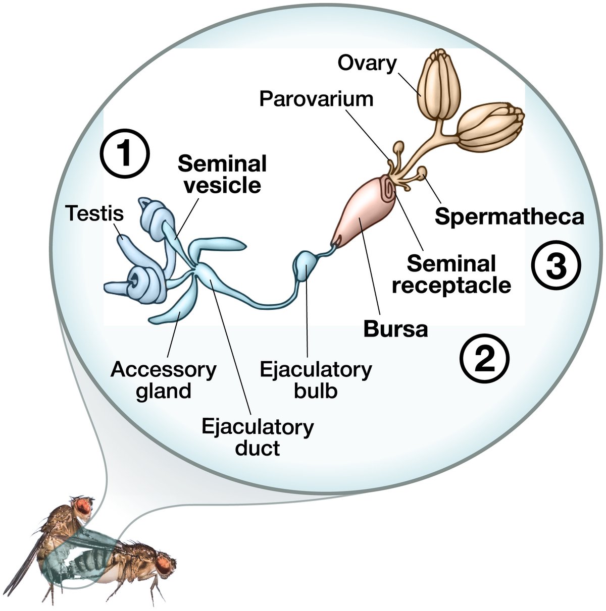 Graphic representation of fruit fly mating.