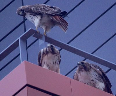 The three adult red-tailed hawks outside the Life Sciences Complex, March 2016. (Photo by Tom Durr) 