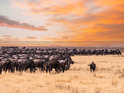Wildebeest in Serengeti National Park (AdangRuj/Shutterstock.com)